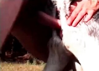 Stallion drilled in the doggy style pose