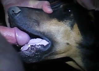Fabulous canine getting face-fucked hardcore