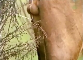 Lion needs to pee in this incredibly hot vid