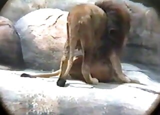 Gorgeous lion-on-lion fucking in h igh quality