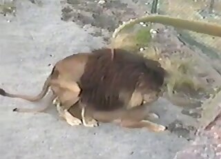 On all fours fucking with a sexy-looking lion