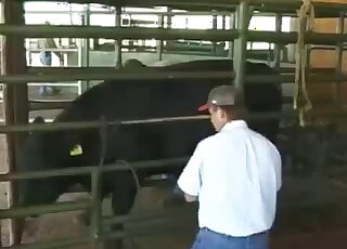 Rancher deals with his beautiful dark bull