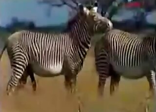 Charming beasts fuck for the camera, intensely