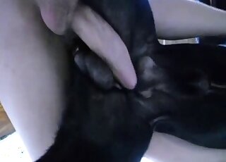 Black doggo gets to enjoy violent bestiality here - ドギーアニマルポルノ 