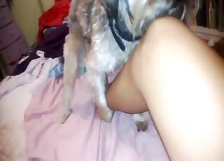 Trained beast and a good girl love filthy beast porn