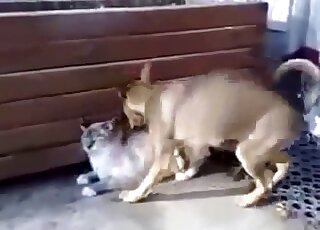 Sexy kitty nicely penetrated by a trained doggy