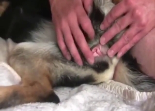 Toy-based zoo sex with a furry beast that cums