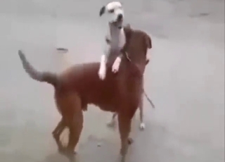 Two Pitbull dogs fucking one another outside