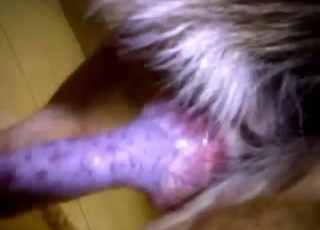 Gay threesome with a dog that shows skills