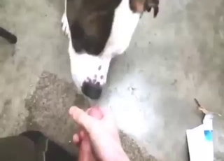 Pitbull wants to eat that cum in a POV movie