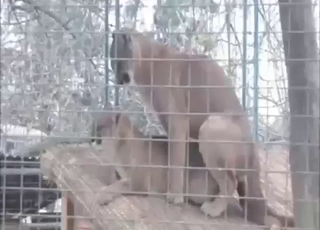 No mercy for a cougar in a sexy threesome