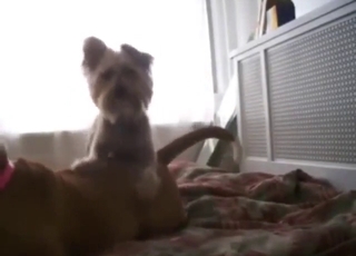 The amazing Pitbull fucking another sexy dog