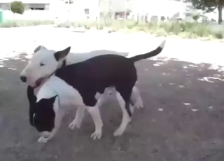 Crazy zoo sex with a bull terrier fucking another