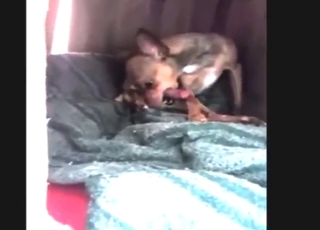 Big cock of a Chihuahua pleased by the beast