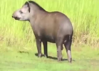 Tapir shows its dick and masturbates as well