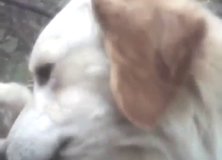 Dog drilled that guy's ass to the absolute limit