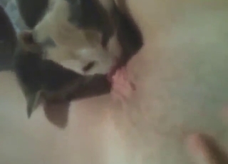 Kitty cunnilingus with a hot bitch who masturbates