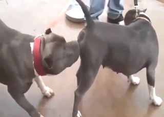 Hefty Pitbull penis pounding the other dog hard