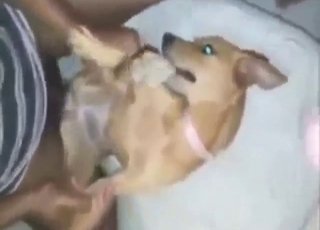 Zoo sex shows why you can cum in seconds