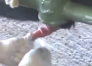 Guy methodically draining this bull's balls