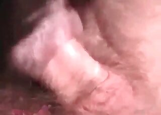 Hard wiener impales a nice-looking trained doggy