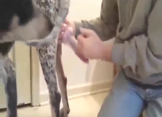 Horse gets to enjoy semen collection big time