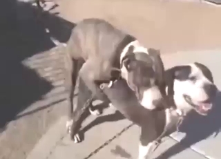 Hot Pitbull fucking outdoors with doggystyle