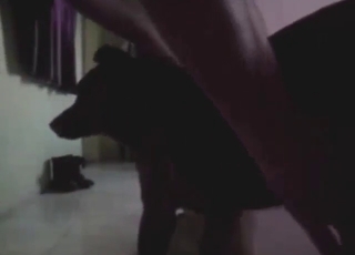 Zoophilic dog in a hot zoo porn from amateur