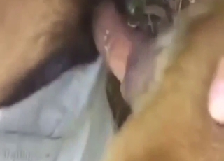Brown dog in a zoo XXX movie with close-ups