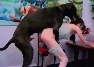 Doberman