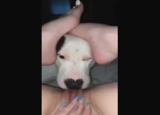 Puppy with white fur licking that horny cunt