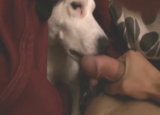 Dog-centric bestiality porn with long, hard licks