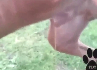 Bestiality sex with a dog that pisses to tease you