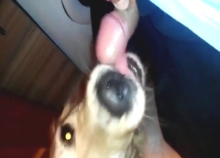 Brown dog licking a guy's dangling boner