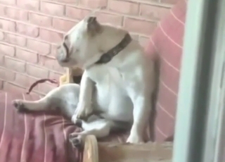 Solo masturbation session with a sexed-up dog