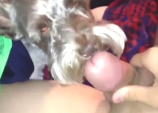Cute dog's thorough tongue-polish lick-down