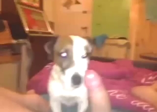 POV: lucky dude's cock sucked sloppy by dog