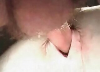 Passionate horse is showing its asshole