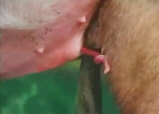 Animal porno pigs