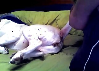 The cute white animal feels a hard penis deep in her ass