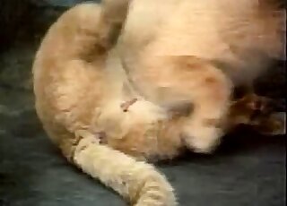 Kitty shows his small pointy penis in the close-up