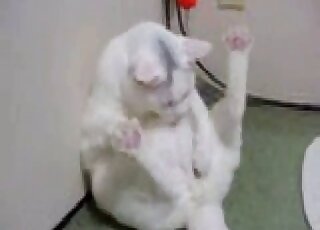 Cat shows off his small pointy penis on the camera