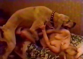 Big barking beast drills her wet cunt