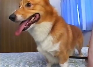 Pretty pet barbarity hump with a weird wench