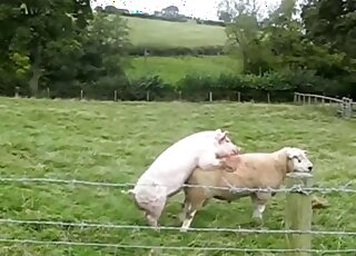 Beautiful animal porn in the close-up angle