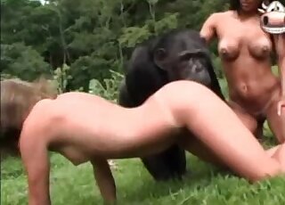 Monkey fucking a tanned bitch on cam - หนังโป๊คนเอากับหมา 