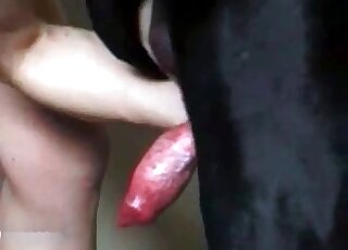 Doberman's dirty cock getting sucked on camera