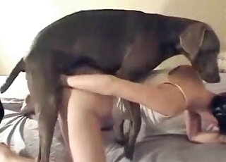 Doberman drilling a tight hole for the camera